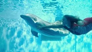 Dolphin Tale 2