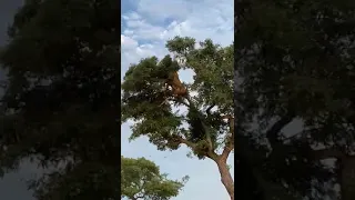 Extreme fight Big Leopard vs Lion, Wild Animals. fall out of tree while fighting for food
