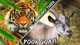 Indian Tiger Hunts Domestic Goat! Very Easy Kill!