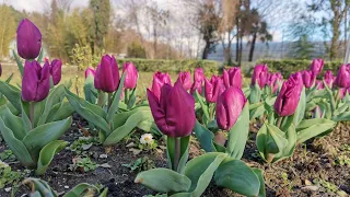 🌸🌴🦜1 марта Парк Южные культуры Адлер Обзорная прогулка