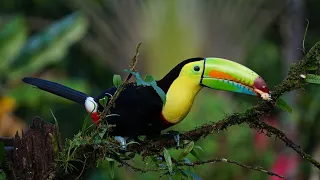 10 hours of tropical forest sounds - Toucan - Exotic birds singing in the rainforest for relaxation