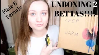 UNBOXING 2 NEW NEMO KOI BETTA FISH! | Betta unboxing | ItsAnnaLouise