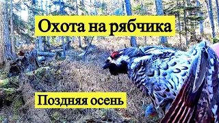 Охота на рябчика. Поздняя осень