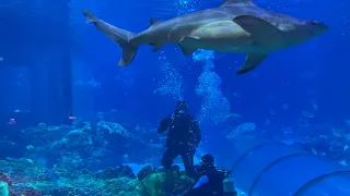 Shark Encounter - Full Tour Above and Through | SeaWorld Orlando