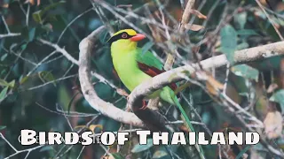 Birds of Thailand with sounds 4K