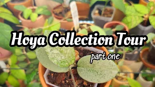 Hoya Collection Tour!! 🌸 65 different Hoya plants in my IKEA RUDSTA cabinet! (part 1) spring 2023