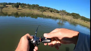 I’ve NEVER seen this many GIANT BASS in one spot !! Bass Fishing South Africa, Albert Falls