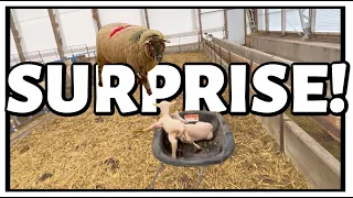 MAMA LAMBED!!😱| but wait...EWE weren't supposed to be pregnant!🤔| Fall Lambing 2021 | Vlog 496