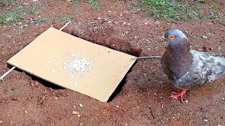 Easy Bird Trap Using Blue Pipe Cardboard and COCA COLA Bottle