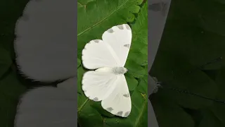 WHITE BUTTERFLY 🦋!Meaning!#spirituality #whitebutterfly #meaning #signsfromuniverse #angelblessings