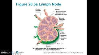 Lymphatic System Part 2 Lymphoid tissue, nodes and spleen