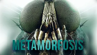 DRAMA DE SUSPENSE BASADO EN UNA HISTORIA DE FRANZ KAFKA. Metamorfosis. Subtítulos En Español