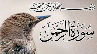 Surah Rahman | Ep115 | By Qari Shane Alam| سورہ رحمٰن55 | Beautiful Recitation | Edited&0081