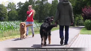Hovawart Erziehung ✅ Video nach der Hundeschule