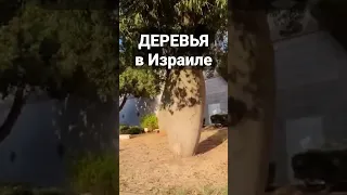 Бутылочные деревья в Израиле