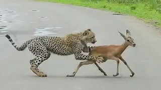 Хищники в деле, гепард на охоте. Самые эпичные битвы диких животных "за 5 минут"