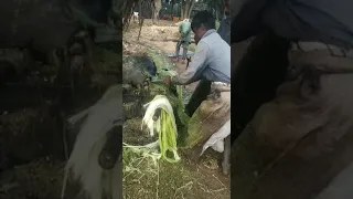 Sisal Fiber manufacturing process