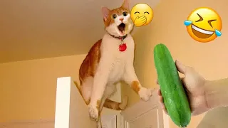 New Funny Animals 2024 🤣 Funniest Dogs and Cats 😻🐶