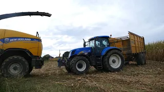 Mais hakselen/ loonwerken HENA BVBA (Dave Naets)/ New holland fr 600