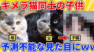 【2ch動物スレ総集編】変な模様の両親から生まれた子猫→見た目がヤバすぎるｗｗｗｗｗ