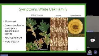 Oak Wilt