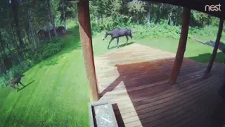 Mama moose chases away fox