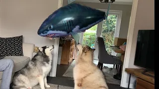 Flying Shark Pranked Giant Fluffy Dogs!! (Talking Malamutes)