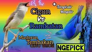 MASTERAN CIGUN VS RAMBATAN//tembakan rapet sadis