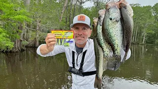 This Bait + Cypress = Crappie! (Catch & Cook)