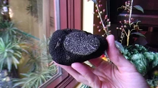 Are Truffles Worth the Cost? Question