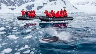 Close Encounter with Minke Whale in Antarctica