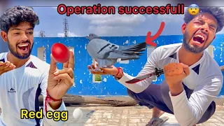 Egg 🪺nikal gaya 😨 ( First time trying pigeon operation 😳 )