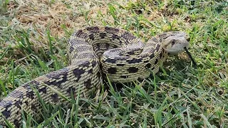 @@     gopher snake - Pituophis catenifer