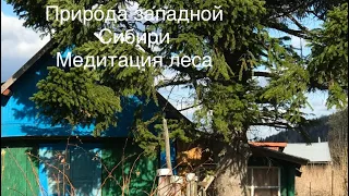 Весна в деревне Осман. Медитация , лес , река . Природа западной Сибири