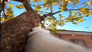 GoPro on a Cat outside