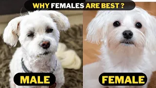 Male Maltese vs Female Maltese - Which One should you Get ?