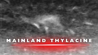 Mainland Thylacine?