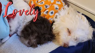 Watch How The Havanese Breed Can Make Living Together Possible!