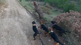 Yakın temas  domuz avları/wild boar hunting