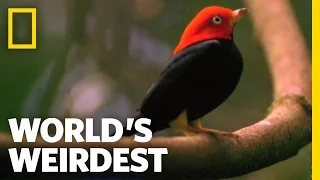 Birds "Moonwalk" to Impress the Ladies | World's Weirdest