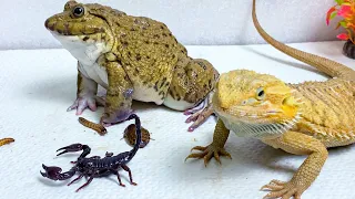 Bearded Dragon and Bullfrog With Scorpion and Worms! Warning live feeding