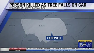 1 dead after tree falls on car in Tazewell