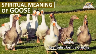 Spiritual Meaning of Goose - Geese Symbolism and Interpretation