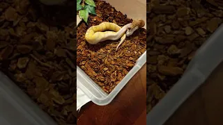 Ball python eats mouse backwards.