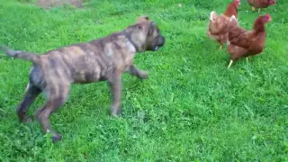 Presa Canario playing chicken with chickens