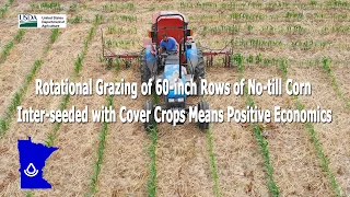 Rotational Grazing of 60-inch No-till Corn Inter-seeded with Cover Crops Means Positive Economics