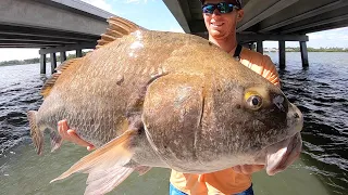 MASSIVE Black Drum Fishing in Tampa Bay [Tips & Techniques]