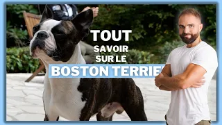 Race de chien : Le Boston Terrier !