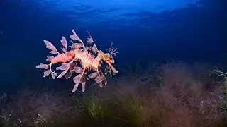 10 Hours Of Seahorses, Seadragons + Relaxing Music - Ambience - Sleep - Meditation - Stress Relief