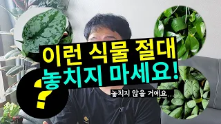 놓쳐서는 안 될 키우기 쉬운 싱싱한 관엽식물종류